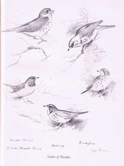 ツグミの研究、1938 作： Archibald Thorburn