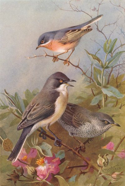 亜高山ウグイス、オオムシクイ、オオムシクイ（カラーリトグラフ） 作： Archibald Thorburn