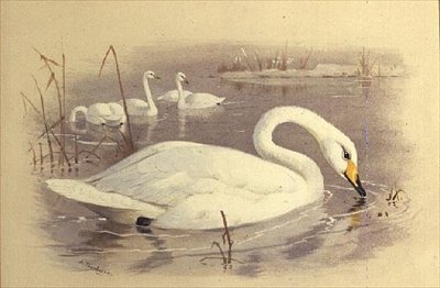 水上の白鳥 作： Archibald Thorburn