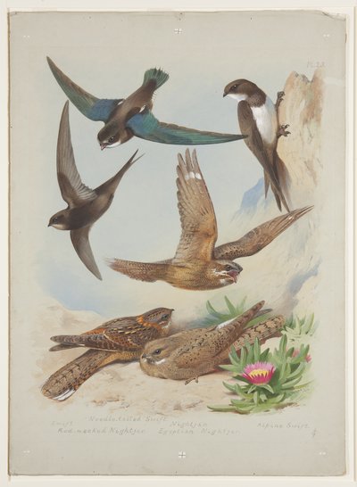 スウィフト』1915年頃（紙に鉛筆の上に水彩とボディカラーを重ねたもの 作： Archibald Thorburn