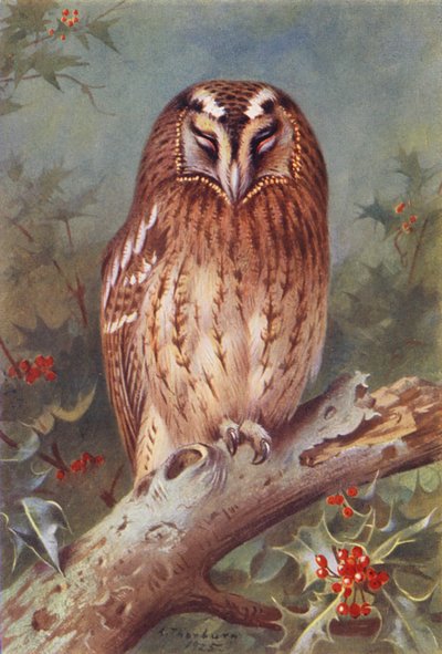 オニフクロウ（カラーリトグラフ） 作： Archibald Thorburn