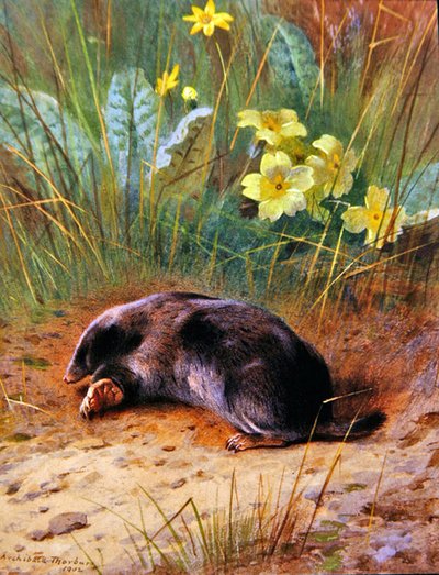 一般的なモグラ 作： Archibald Thorburn