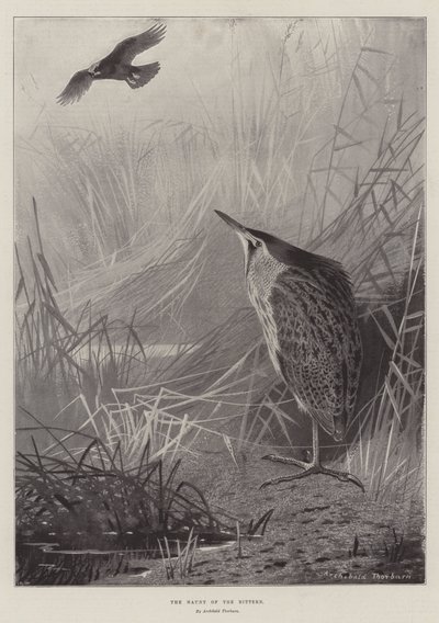 にがりのたまり場 作： Archibald Thorburn