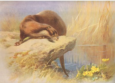 1920年頃、ロングマンズアンドカンパニー発行のThorburnの哺乳類のカワウソ 作： Archibald Thorburn