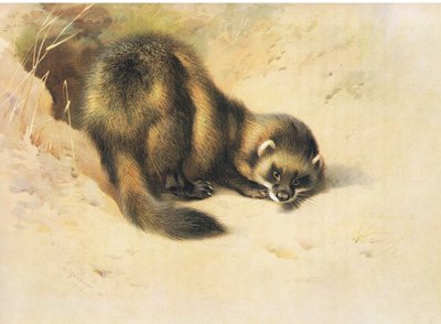 1920年頃、ロングマンズ社が発行したトールバーンの哺乳類からの子猫 作： Archibald Thorburn