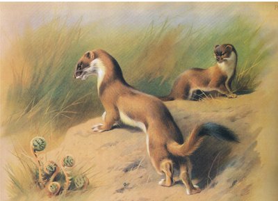 ロングマンズアンドカンパニー発行のThorburns MammalsのStoat c。 1920年 作： Archibald Thorburn