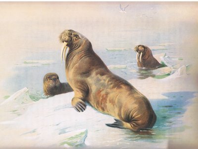 セイウチ、Thorburns Mammalsから、Longmans and Coによって発行されました。 1920年 作： Archibald Thorburn
