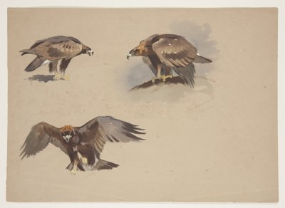 イヌワシの3つの小さなスケッチ、1915年頃（紙に鉛筆の上に水彩とボディカラーを使用 作： Archibald Thorburn