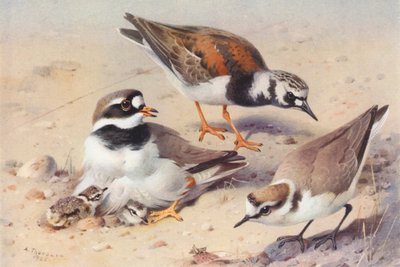 ターンストーン（夏）、環千鳥、ケンチチドリ（カラーリトグラフ） 作： Archibald Thorburn