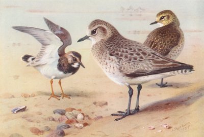 ターンストーン（冬）、グレーチドリ（冬）、ゴールデンチドリ（冬）（カラーリトグラフ） 作： Archibald Thorburn