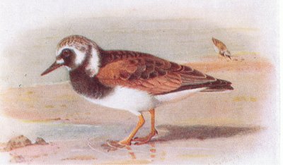 英国の島の鳥とその卵からのターンストーン、1958年フレデリックワーン＆カンパニー発行 作： Archibald Thorburn