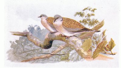 イギリス諸島の鳥とその卵からのカメ鳩、1958年Frederick Warne＆Co Ltdから出版 作： Archibald Thorburn