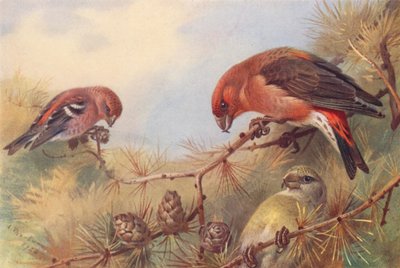 ハシボソガラス、ハシボソガラス（オスとメス）（カラーリトグラフ） 作： Archibald Thorburn