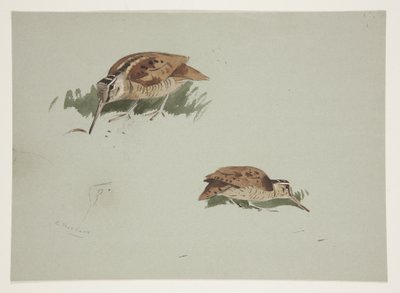 ウッドコックの2つのヴィネット、1915年頃（紙に鉛筆の上に水彩とボディカラーを使用 作： Archibald Thorburn
