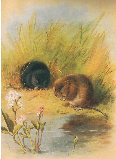 1920年頃、Longmans and Coによって出版されたThorburnの哺乳類からの水ハタネズミ 作： Archibald Thorburn