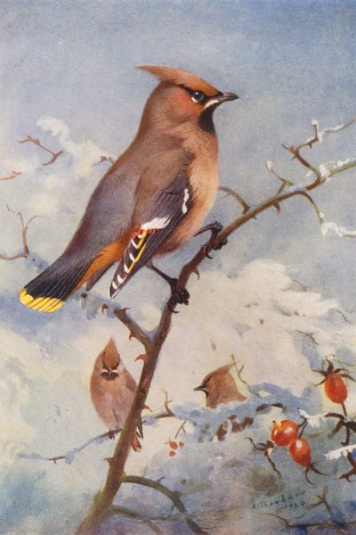 ワックスウィング（カラーリトグラフ） 作： Archibald Thorburn