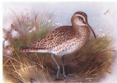 英国諸島の鳥とその卵からのWhimbrel、1958年Frederick Warne＆Co Ltd発行 作： Archibald Thorburn