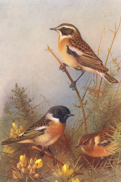 ウィンチャット、ノビタキ（オスとメス）（カラーリトグラフ） 作： Archibald Thorburn