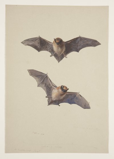 ひげを生やしたコウモリ、1915年頃（紙に鉛筆の上に水彩とボディカラーを使用 作： Archibald Thorburn