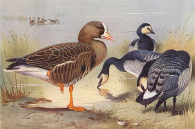 ホワイト・フロント・グース、バーナクル・グース（カラーリトグラフ） 作： Archibald Thorburn