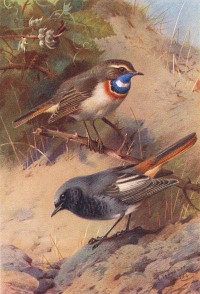 シロハラインコ、ジョウビタキ（カラーリトグラフ） 作： Archibald Thorburn