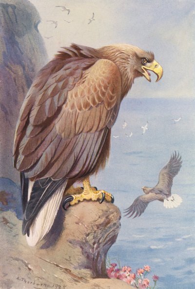 オジロワシ（カラーリトグラフ） 作： Archibald Thorburn