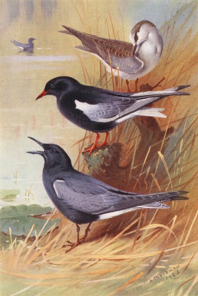 ハジロクロハラアジサシ（成鳥と幼鳥）、クロハラアジサシ（カラーリトグラフ） 作： Archibald Thorburn