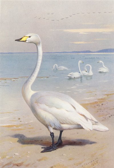 オオハクチョウ（カラーリトグラフ） 作： Archibald Thorburn