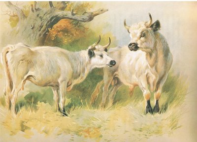 野生の牛 作： Archibald Thorburn