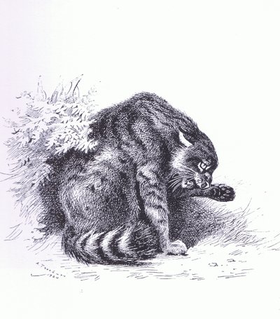 山猫」（ブッククラブアソシエイツ刊 作： Archibald Thorburn