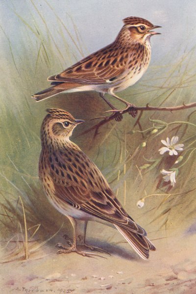 ウッドラーク、スカイラーク（カラーリトグラフ） 作： Archibald Thorburn