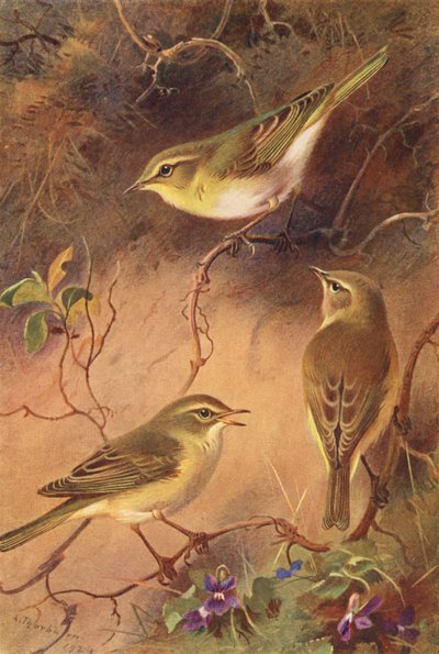 ミソサザイ、ミソサザイ、チフチャフ（カラーリトグラフ） 作： Archibald Thorburn