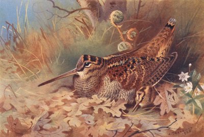 ウッドコック（カラーリトグラフ） 作： Archibald Thorburn
