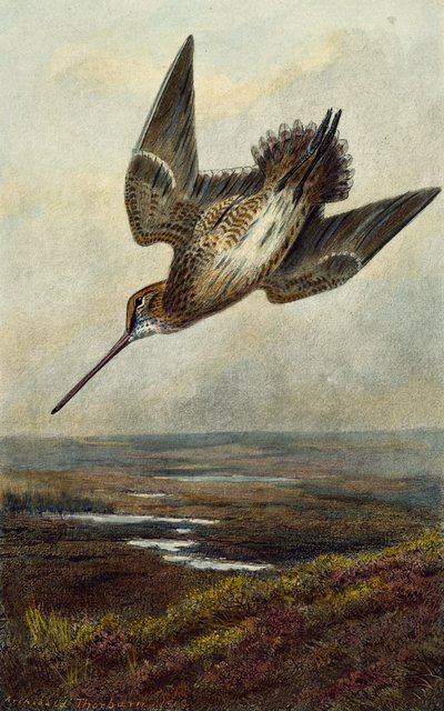ウッドコック 作： Archibald Thorburn