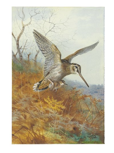 ウッドコックとヤング 作： Archibald Thorburn