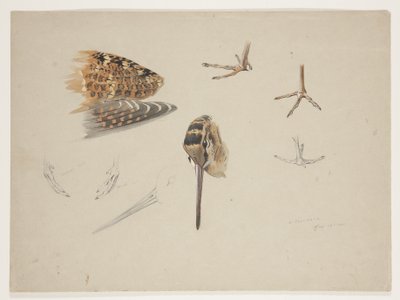 ウッドコックのくちばし、足、翼、1915年頃（紙に鉛筆の上に水彩とボディカラーを使用 作： Archibald Thorburn