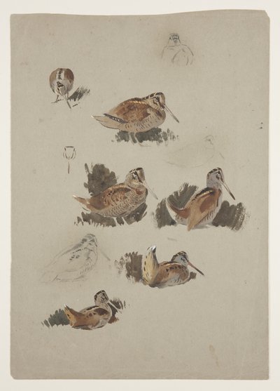 ウッドコック 1915年頃（紙に鉛筆の上に水彩とボディカラーを使用 作： Archibald Thorburn