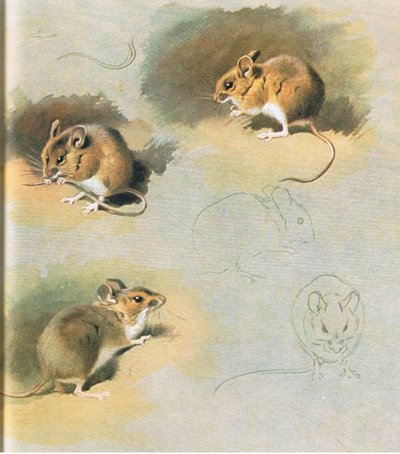 ウッドマウス、パブ。ブッククラブアソシエイツ、1972年 作： Archibald Thorburn