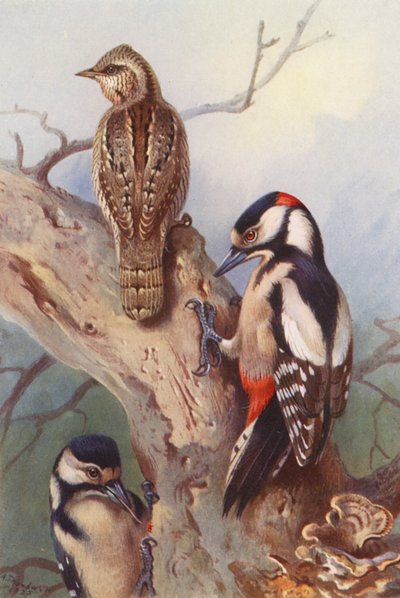 Wryneck、Great Spotted Woodpecker（オスとメス）（カラーリトグラフ） 作： Archibald Thorburn
