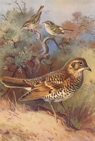センダイムシクイ、オオヨシキリ、シロハラ（カラーリトグラフ） 作： Archibald Thorburn