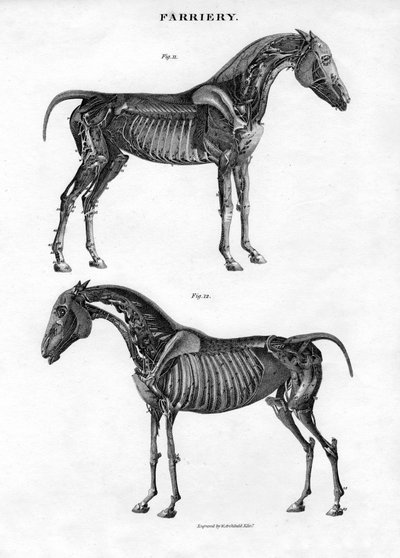 19世紀の馬の解剖学。 作： Archibald Webb