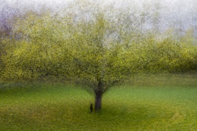 夢のような緑の木 作： Arne Östlund