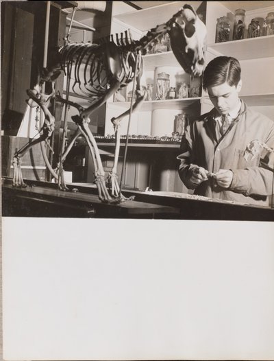 [若い男が動物の骨格標本の横に立っている] 作： Arnold Eagle