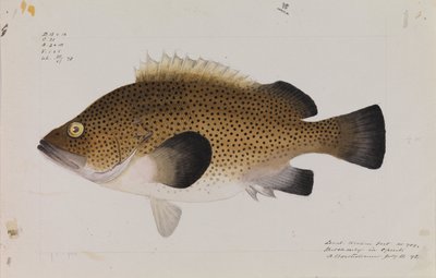 東ウィラ、Acanthistius ocellatus 作： Arthur Bartholomew