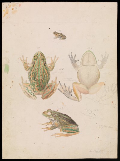 唸る草のカエル、Litoria raniformis 作： Arthur Bartholomew