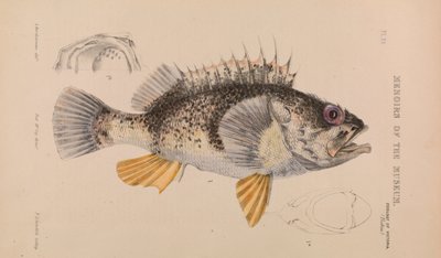 アラスカメヌケ、Helicolenus percoides 作： Arthur Bartholomew