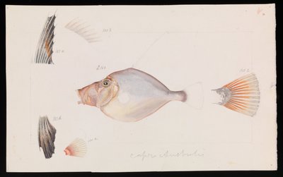 シルバードーリー、Cyttus australis 作： Arthur Bartholomew
