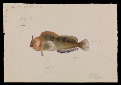 Tasmanian Blenny、Parablennius tasmanianus 作： Arthur Bartholomew