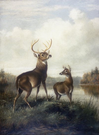 バックとドウ 作： Arthur Fitzwilliam Tait