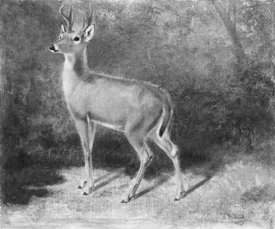 自然からのディアスケッチ、ca。 1882年。 作： Arthur Fitzwilliam Tait